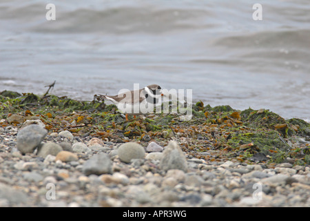 RINGED PLOVER CHARADRIUS HIATICULA MALE ON FORESHORE Stock Photo