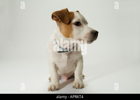 Jack Russell puppy sitting Stock Photo