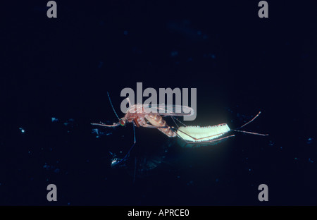 Mosquito, Culiseta annulata. Female laying eggs on pond Stock Photo