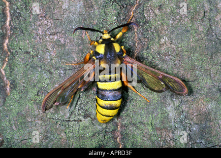 Hornet Clearwing Moth, Sesia apiformis. On Poplar Tree trunk Stock Photo