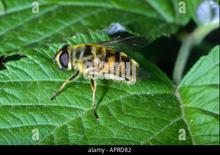Hover-fly, Family Syrphidae. On leaf Stock Photo