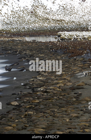 Southern Elephant Seal Mirounga leonina Gold Harbour South Georgia beach packed with thousands of adults and pups Stock Photo