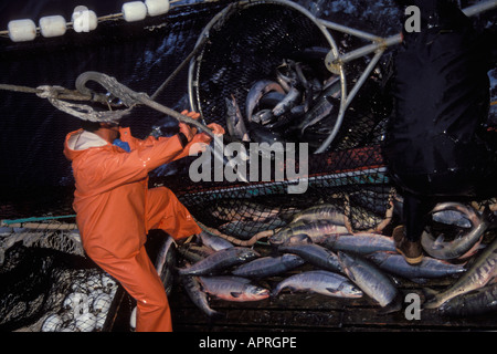 commercial fishing workers pull in a net full of chum salmon Oncorhynchus keta in southeast Alaska Stock Photo