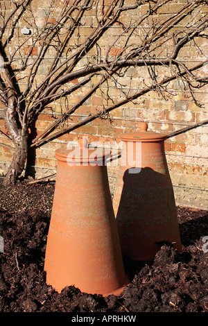 Tall terracotta rhubarb forcers in garden in winter sunshine, Sussex, England, UK Stock Photo