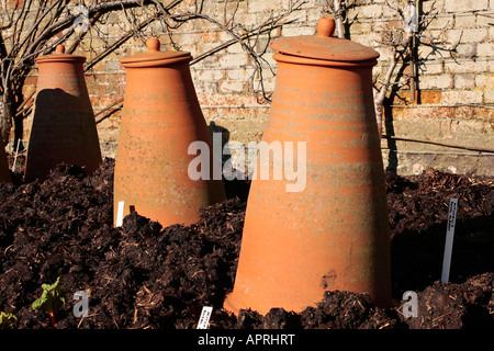 Tall terracotta rhubarb forcers in garden in winter sunshine, Sussex, England, UK Stock Photo