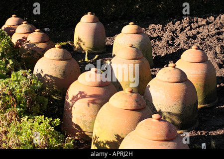 Collection of terracotta plant forcers in garden in winter sunshine, Sussex, England, UK Stock Photo