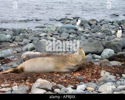 Elephant seals and Adelie penguins on King George Island Antarctica Stock Photo