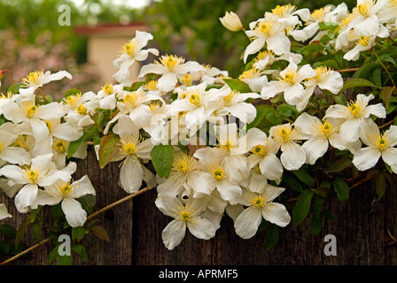 Clematis vine in full flower Stock Photo