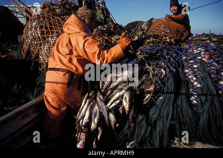 commercial fishing crew pulls in a net full of walleye pollock Theragra chalcogramma in the Bering Sea Alaska dragger Stock Photo