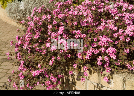Lantana Montevidensis also known as trailing lantana, weeping lantana,or trailing shrub verbena Stock Photo