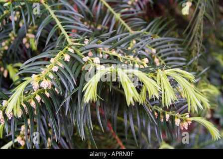 Leaf detail of the Japanese Plum Yew Stock Photo