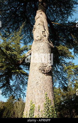 Tall trunk of Cedar of Lebanon (Cedrus libani) in winter in West Sussex, England, UK Stock Photo