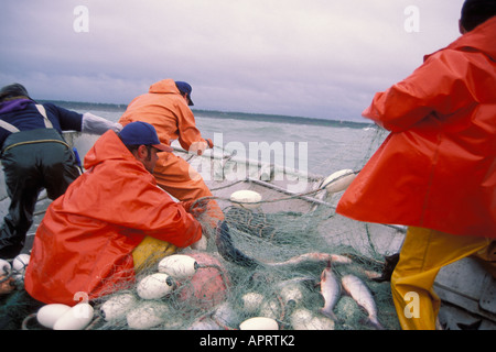 commercial fishing crew pulls in a set net with Kenai sockeye salmon  Coho beach Cook Inlet southcentral Alaska Stock Photo