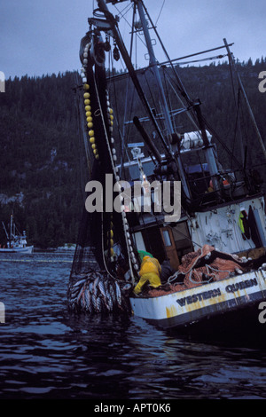 commercial fishing vessel crew hauls out a net full of chum salmon Oncorhynchus keta in Hidden Falls southeast Alaska seiner Stock Photo
