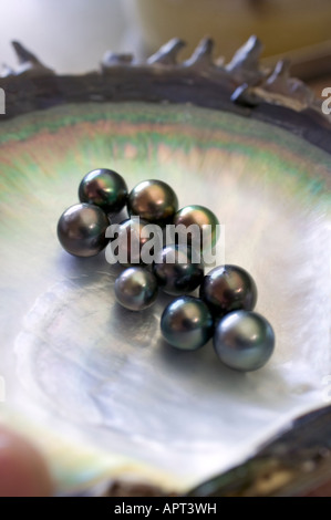 Black pearls at back pearl farm Rangiroa French Polynesia Stock Photo