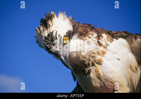 Among the most majestic birds of prey in the Pacific Northwest the osprey or fish hawk is common throughout the Cascades Stock Photo