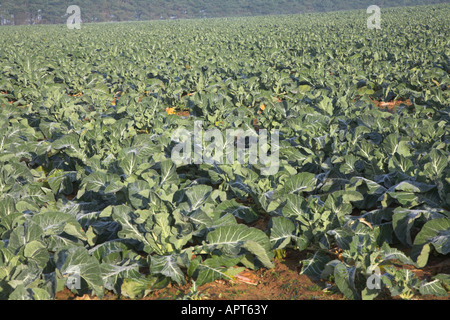 Cauliflowers in field Butley, Suffolk, England Stock Photo