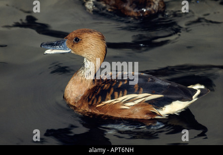 The Fulvous Whistling Duck Dendrocygna bicolor aka Fulvous Tree Duck Stock Photo