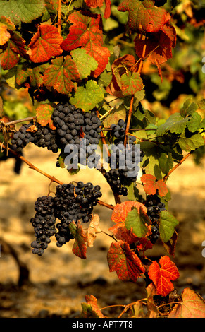 Porto Portugal Portuguese Port vintage winery Douro grapes Stock Photo