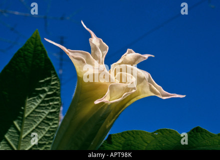 Brugmansia Datura pinkish white unusual shape detached against a blue sky Stock Photo