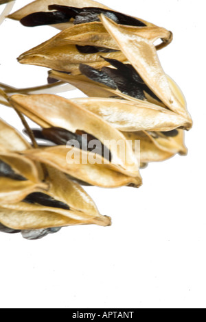 Dried seed head of Agapanthus Stock Photo