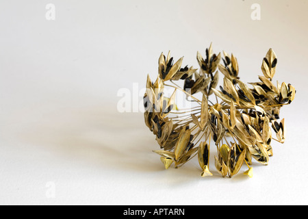 Dried seed head of Agapanthus Stock Photo