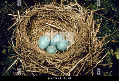Robin Eggs in Nest Turdus migratorius New Jersey Stock Photo