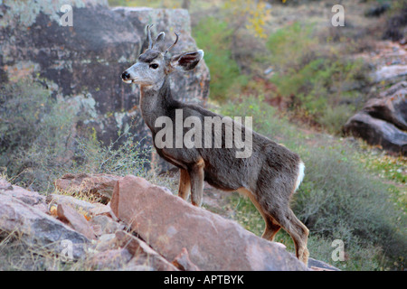 MULE DEER ODOCOILEUS HEMIONUS BY BRIGHT ANGEL TRAIL NEAR INDIAN GARDEN IN GRAND CANYON NATIONAL PARK ARIZONA USA Stock Photo