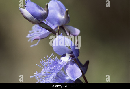 Malawi East Africa Flower in Nyika National Park Stock Photo