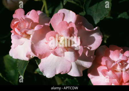 Begonia peach pink double precious iridescent ruffles feminine sophisticated Stock Photo