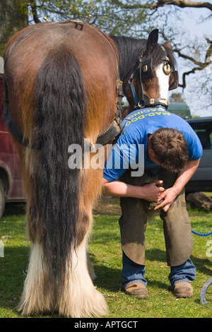 Mobile blacksmith fitting a new horseshoe to a Shire Horse Stock Photo