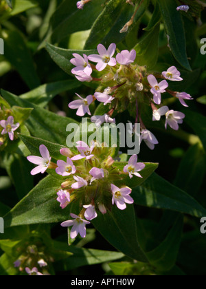 Mountain trumpet (Collomia grandiflora) Stock Photo