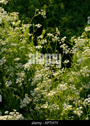 Caraway (Carum carvi) Stock Photo