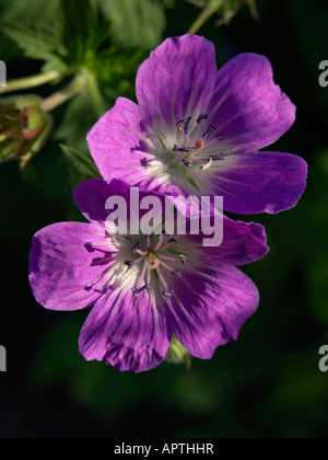 Wood cranesbill (Geranium sylvaticum) Stock Photo