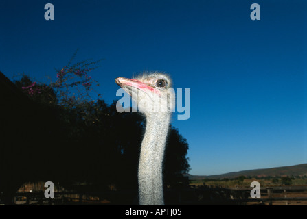 ostrich Struthio camelus on ostrich farm in Klein Karoo South Africa Stock Photo