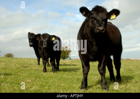 Aberdeen Angus cattle in field early autumn Cumbria Stock Photo