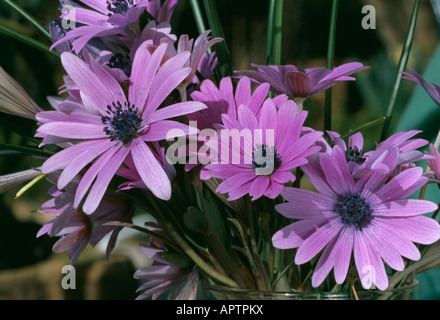 Pink Anemone blanda to enliven a vase of spring wild flowers Stock Photo