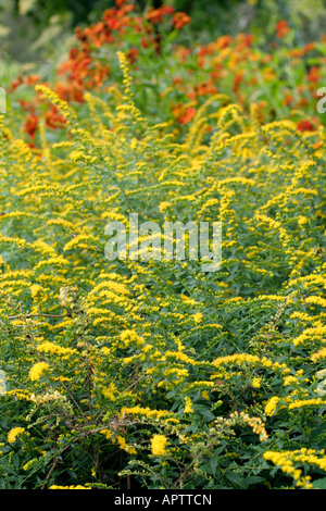 SOLIDAGO RUGOSA FIREWORKS IN EARLY SEPTEMBER Stock Photo