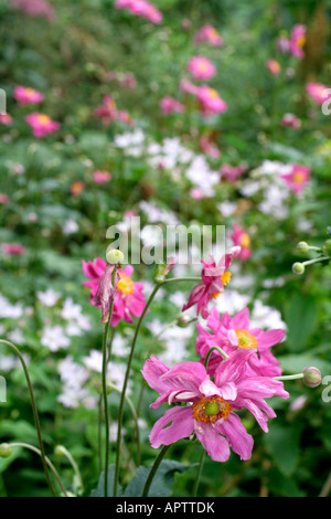 ANEMONE HUPEHENSIS BRESSINGHAM GLOW WITH CAMPANULA LODDON ANNA IN THE PINK GARDEN AT HOLBROOK Stock Photo