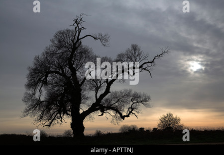 Native English Black Poplar tree Populus nigra, Butley, Suffolk, England in winter with dramatic sky Stock Photo