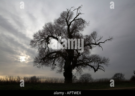 Native English Black Poplar tree Populus nigra, Butley, Suffolk, England in winter with dramatic sky Stock Photo