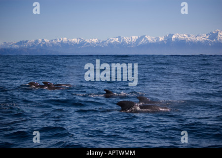Long-finned Pilot Whales (Globicephala malaena) Kaikoura New Zealand Stock Photo