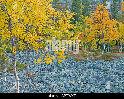 coloured nature on fell in Yllas Pallastunturi Nationalpark Akaslompolo Lapland Finland Stock Photo