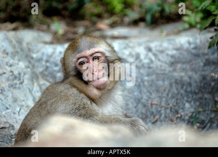 Young Japanese Macaque Macaca fuscata hiding in the hills of Nagano Japan Stock Photo