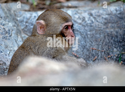 Young Japanese Macaque Macaca fuscata hiding in the hills of Nagano Japan Stock Photo