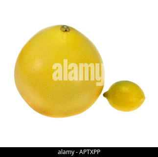 big chinese whole POMELO PUMMELO citrus fruit vitamin C in comparison with a lemon contrast dimension size sized Stock Photo