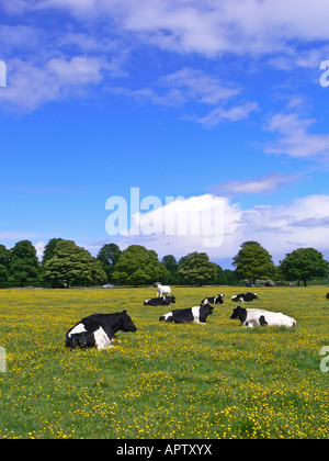 A pastoral English scene black and white cows lying down in a meadow Stock Photo