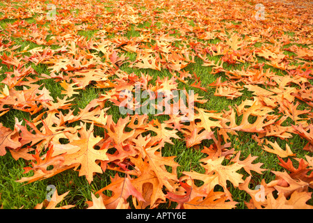 Fall Leaves on Grass Stock Photo