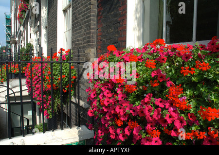 Flowers Outside Housing, Bloomsbury, London, England, UK, GB. Stock Photo