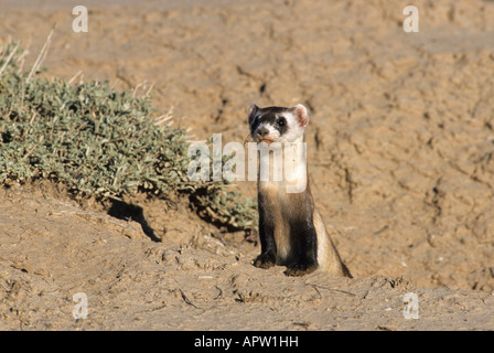 Stock photo of a black-footed ferret at his burrow. Stock Photo